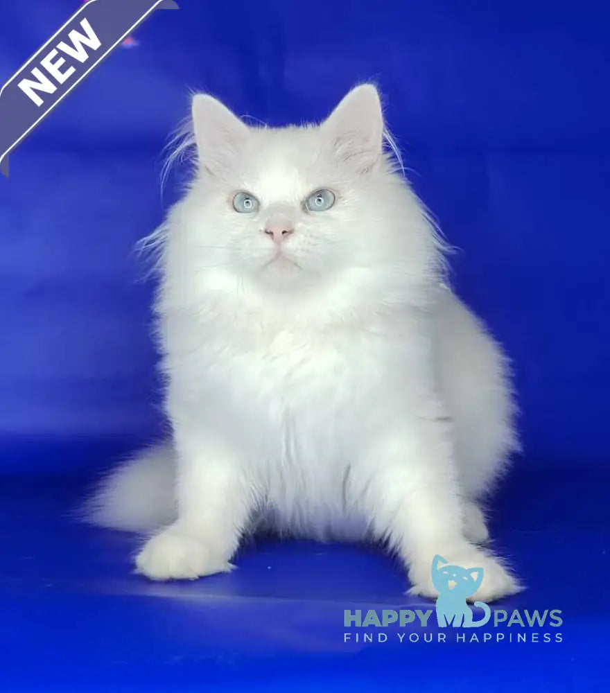 Fabian Siberian male white live animals