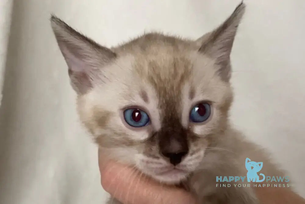 Fabianna Bengal female black amber spotted tabby pointed live animals