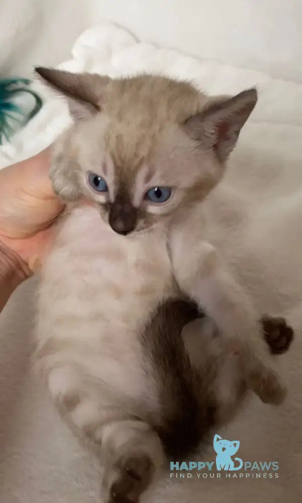 Fabianna Bengal female black amber spotted tabby pointed live animals