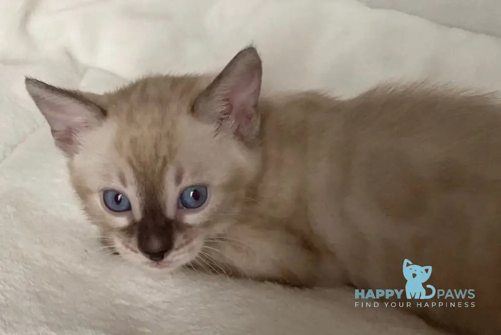 Fabianna Bengal female black amber spotted tabby pointed live animals