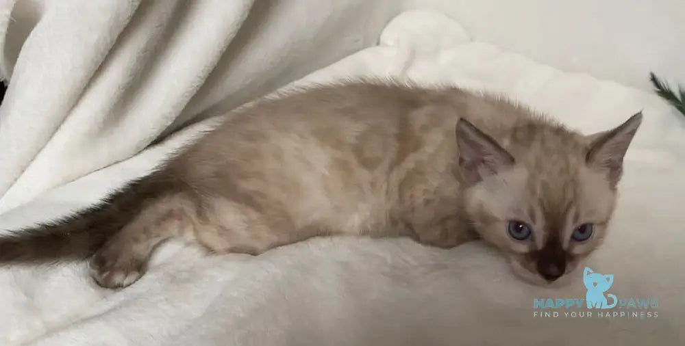 Fabianna Bengal female black amber spotted tabby pointed live animals