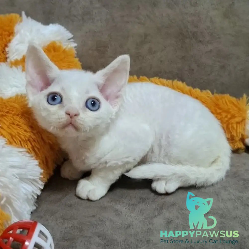 Fabio Devon Rex male white - live animals