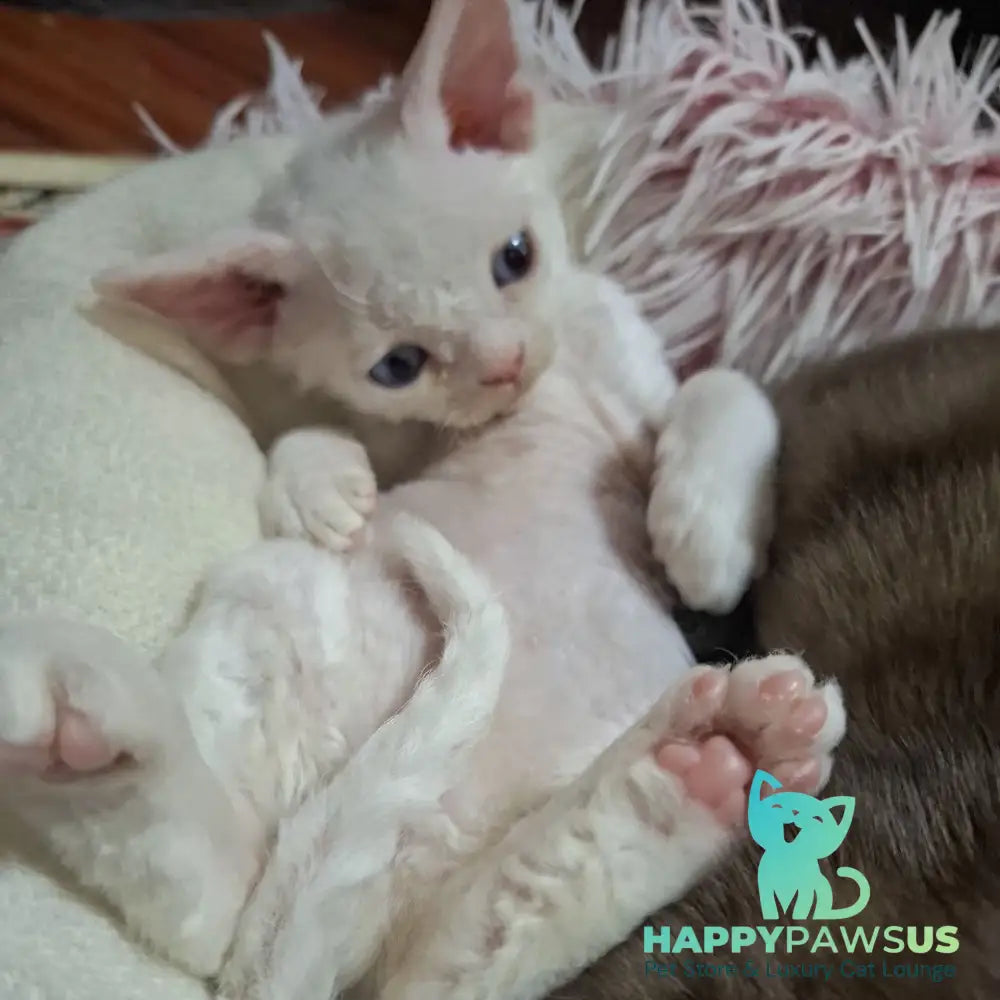 Fabio Devon Rex male white - live animals