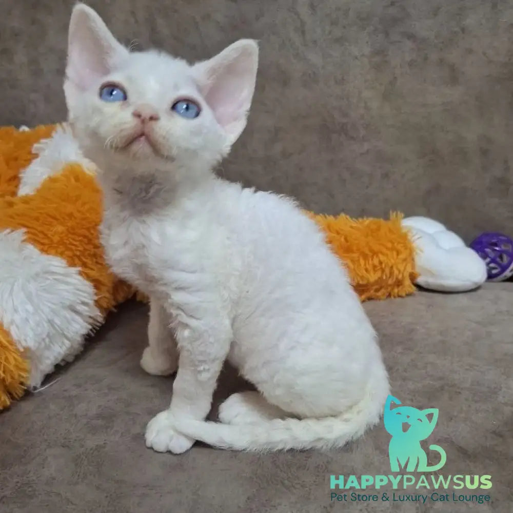 Fabio Devon Rex male white - live animals
