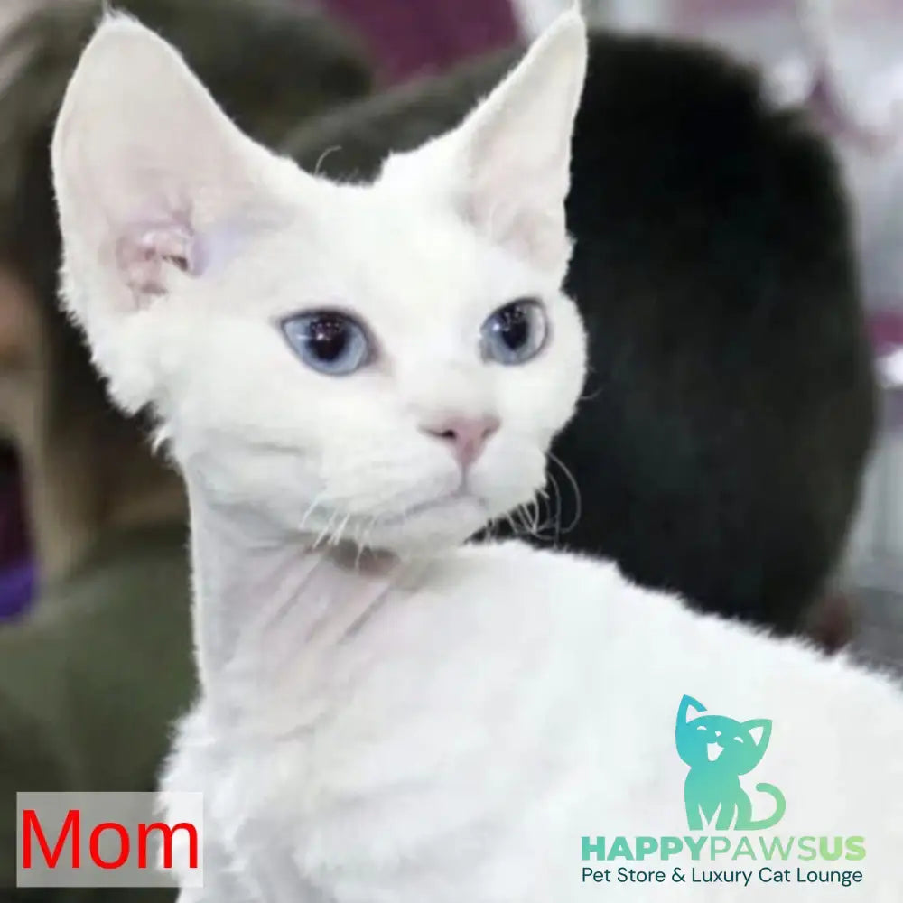 Fabio Devon Rex male white - live animals