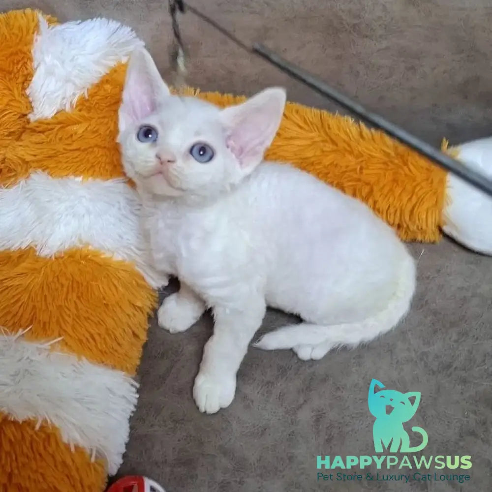 Fabio Devon Rex male white - live animals