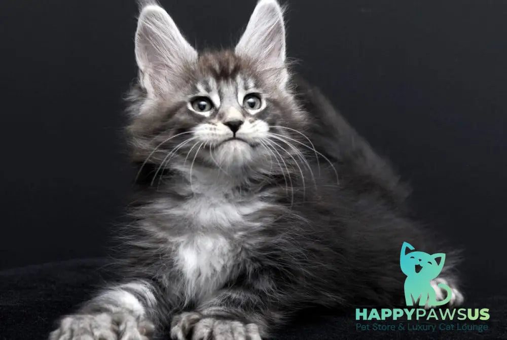 Fabio Maine Coon polydactyl male black silver tabby - live animals