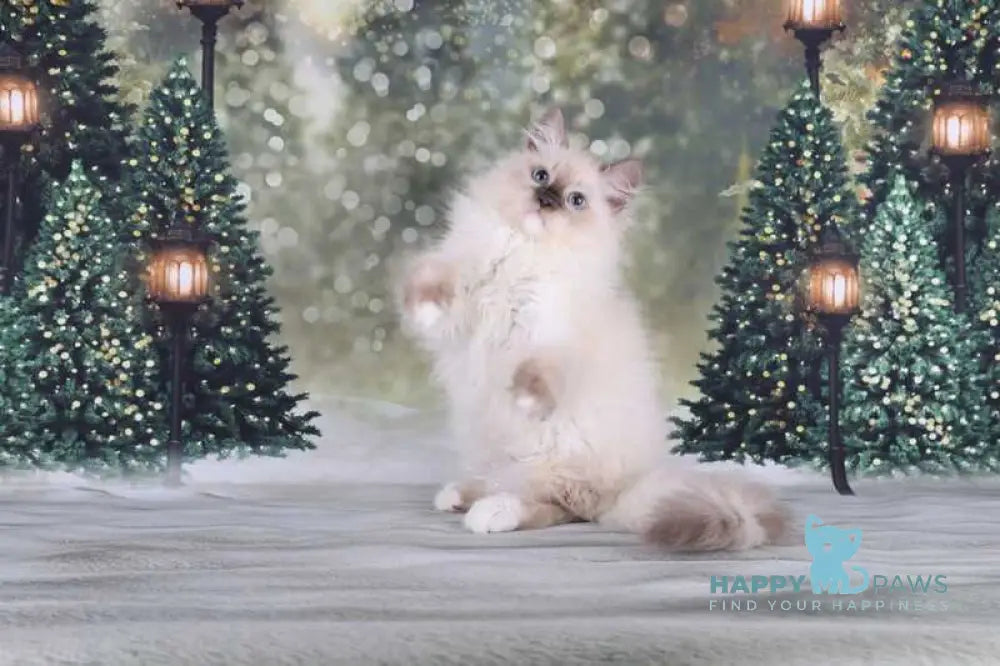 Fabio Siberian male blue with white pointed live animals