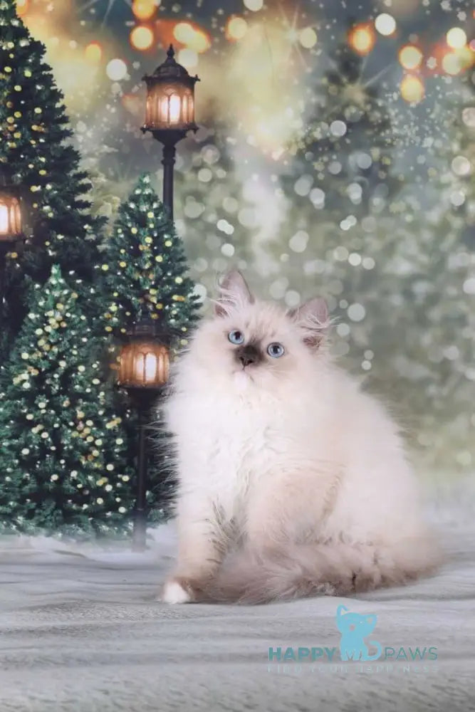 Fabio Siberian male blue with white pointed live animals