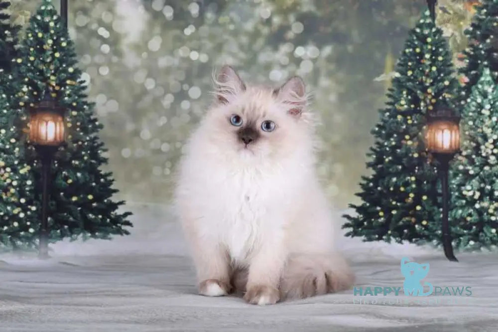 Fabio Siberian male blue with white pointed live animals