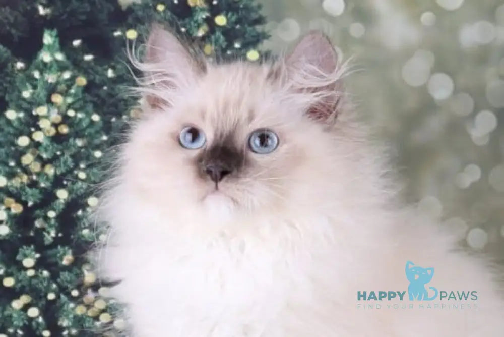 Fabio Siberian male blue with white pointed live animals