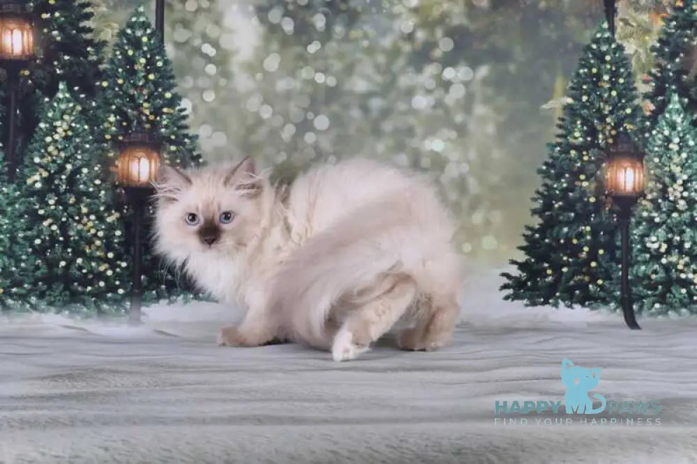 Fabio Siberian male blue with white pointed live animals