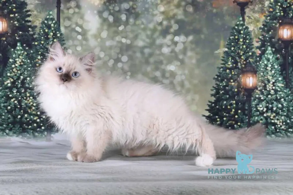 Fabio Siberian male blue with white pointed live animals