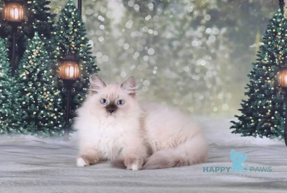 Fabio Siberian male blue with white pointed live animals