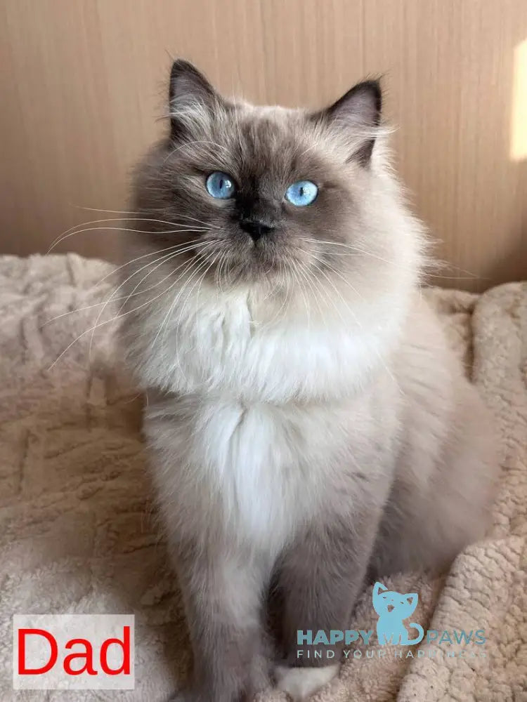 Fabio Siberian male blue with white pointed live animals