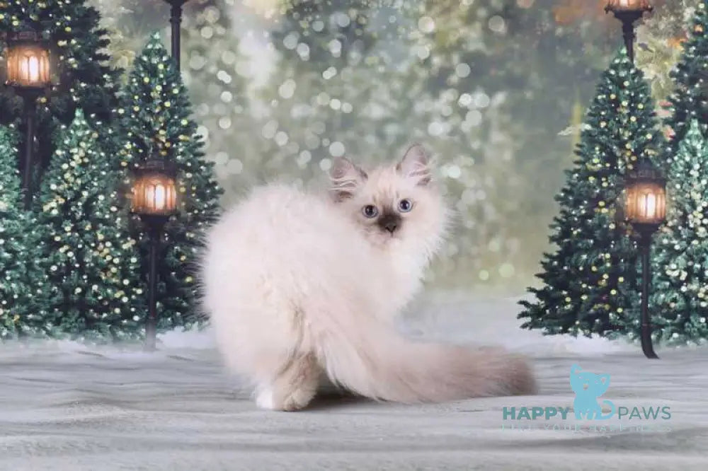 Fabio Siberian male blue with white pointed live animals