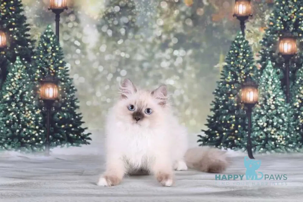 Fabio Siberian male blue with white pointed live animals