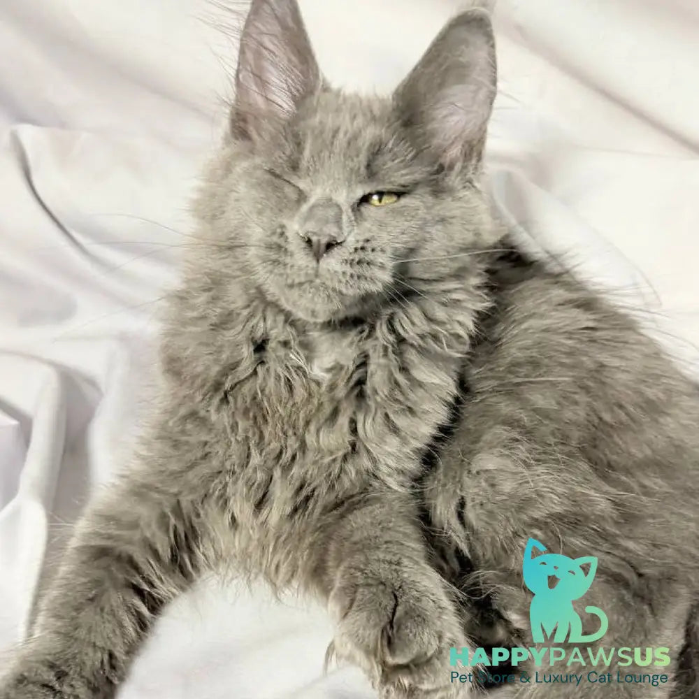 Fablette Maine Coon polydactyl 6x6x6x6 female blue silver with white - live animals