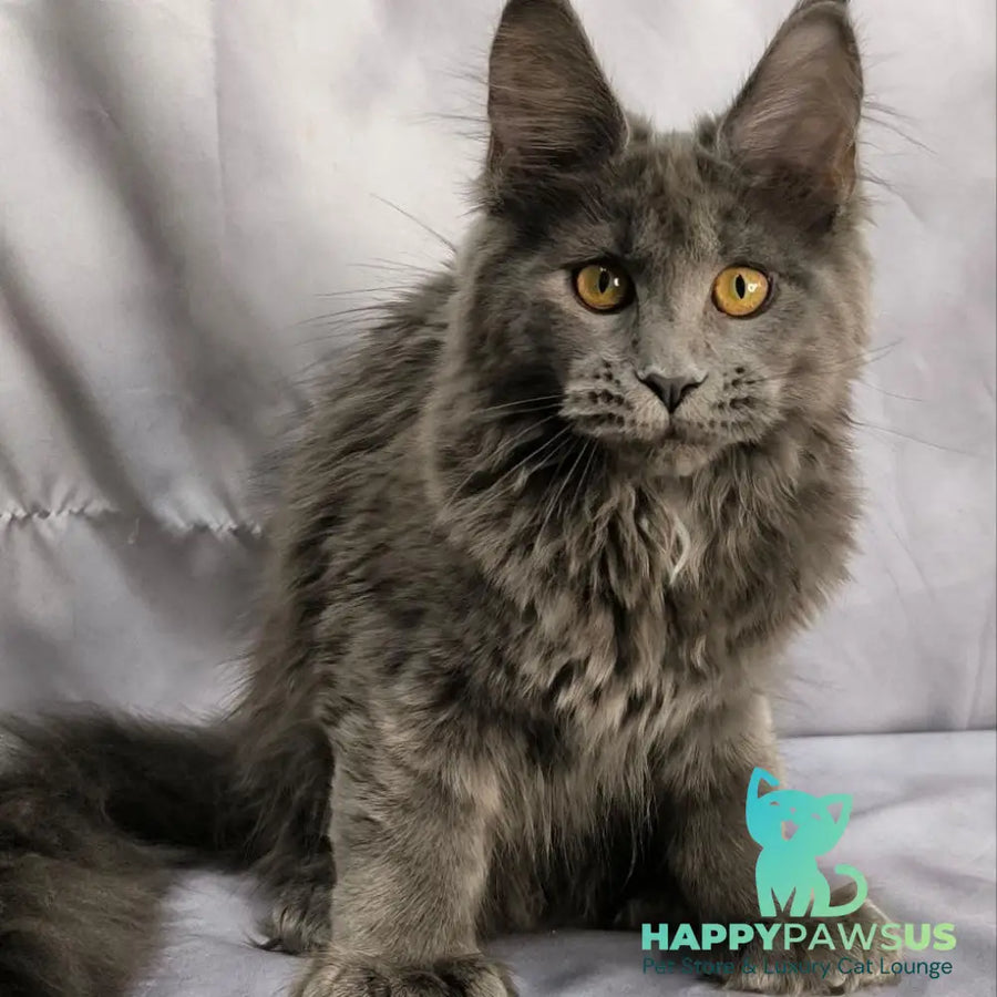 Fablette Maine Coon polydactyl 6x6x6x6 female blue silver with white - live animals