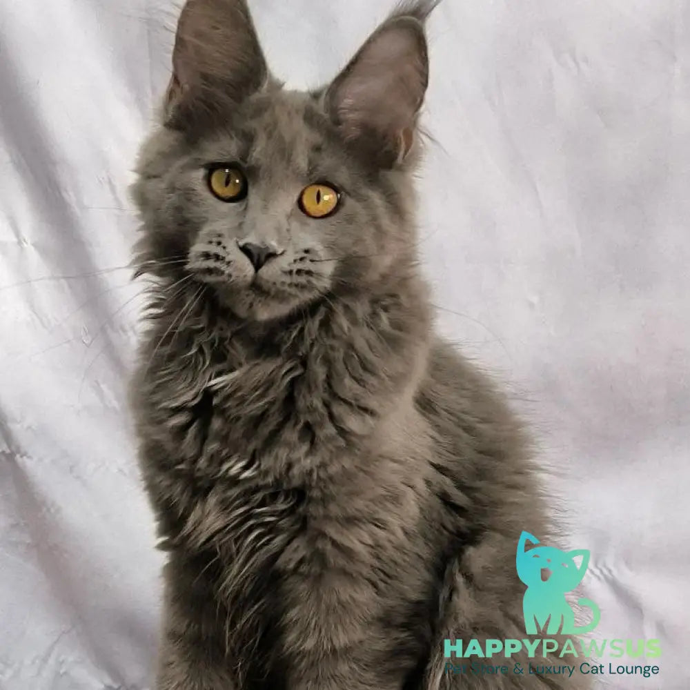 Fablette Maine Coon polydactyl 6x6x6x6 female blue silver with white - live animals