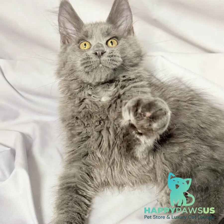 Fablette Maine Coon polydactyl 6x6x6x6 female blue silver with white - live animals