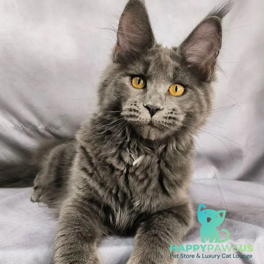 Fablette Maine Coon polydactyl 6x6x6x6 female blue silver with white - live animals