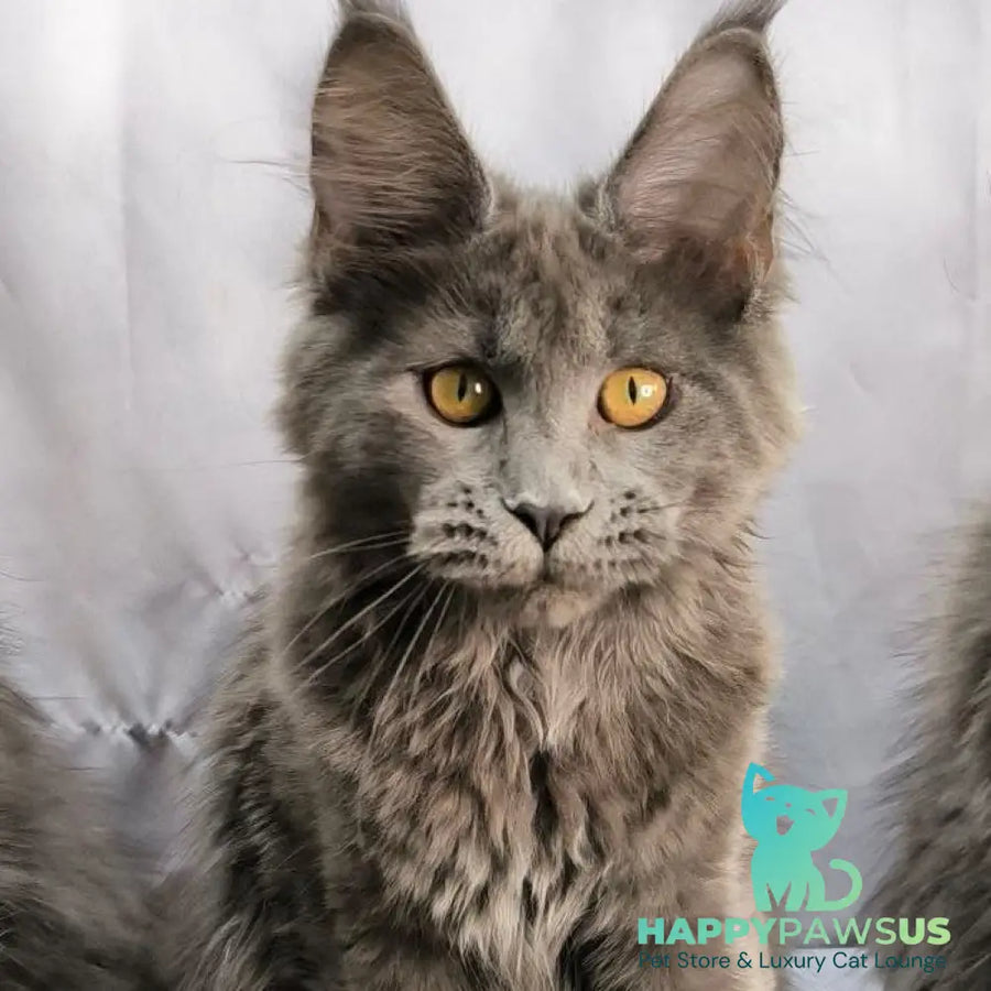 Fablette Maine Coon polydactyl 6x6x6x6 female blue silver with white - live animals