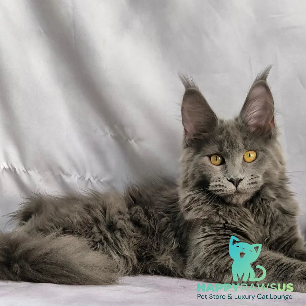Fablette Maine Coon polydactyl 6x6x6x6 female blue silver with white - live animals