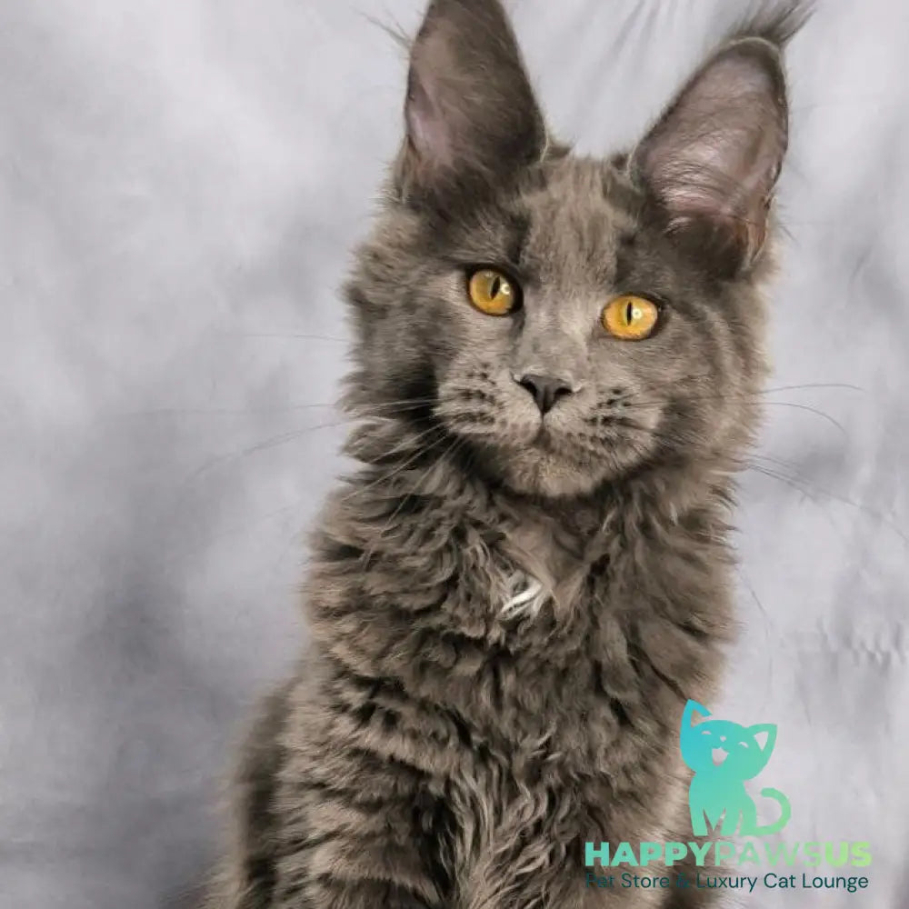 Fablette Maine Coon polydactyl 6x6x6x6 female blue silver with white - live animals