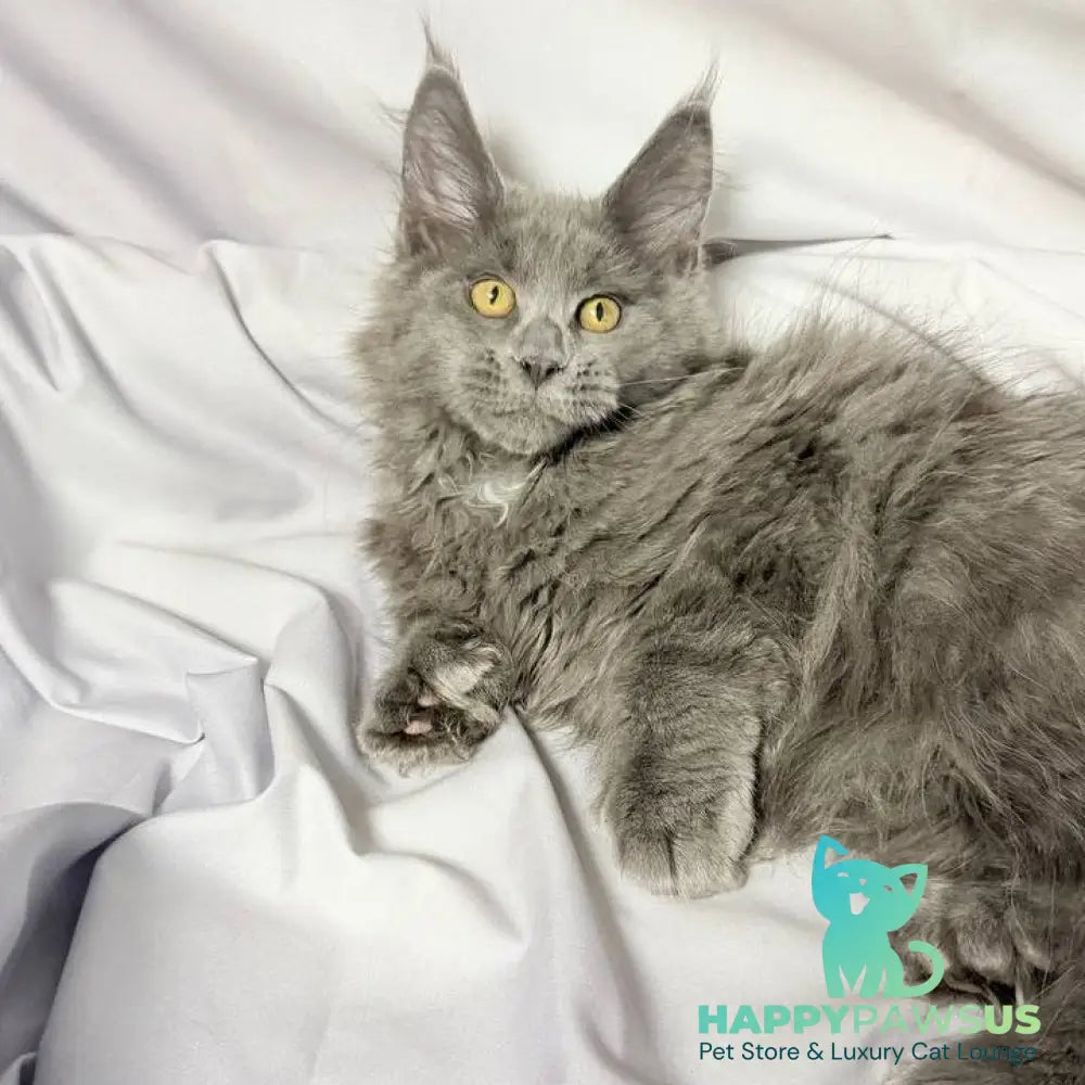 Fablette Maine Coon polydactyl 6x6x6x6 female blue silver with white - live animals