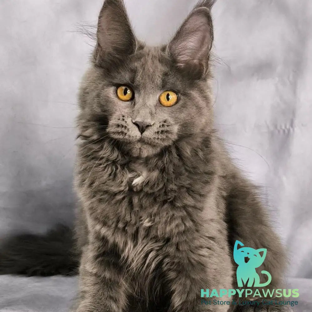 Fablette Maine Coon polydactyl 6x6x6x6 female blue silver with white - live animals