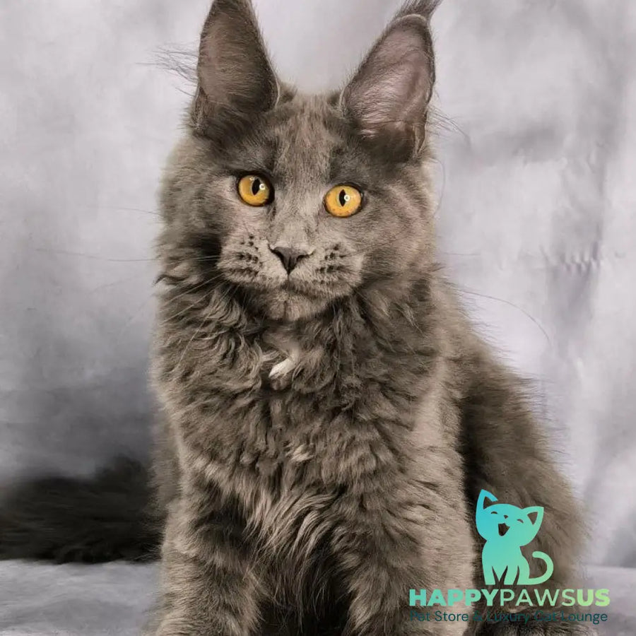 Fablette Maine Coon polydactyl 6x6x6x6 female blue silver with white - live animals