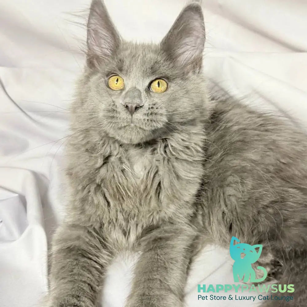 Fablette Maine Coon polydactyl 6x6x6x6 female blue silver with white - live animals