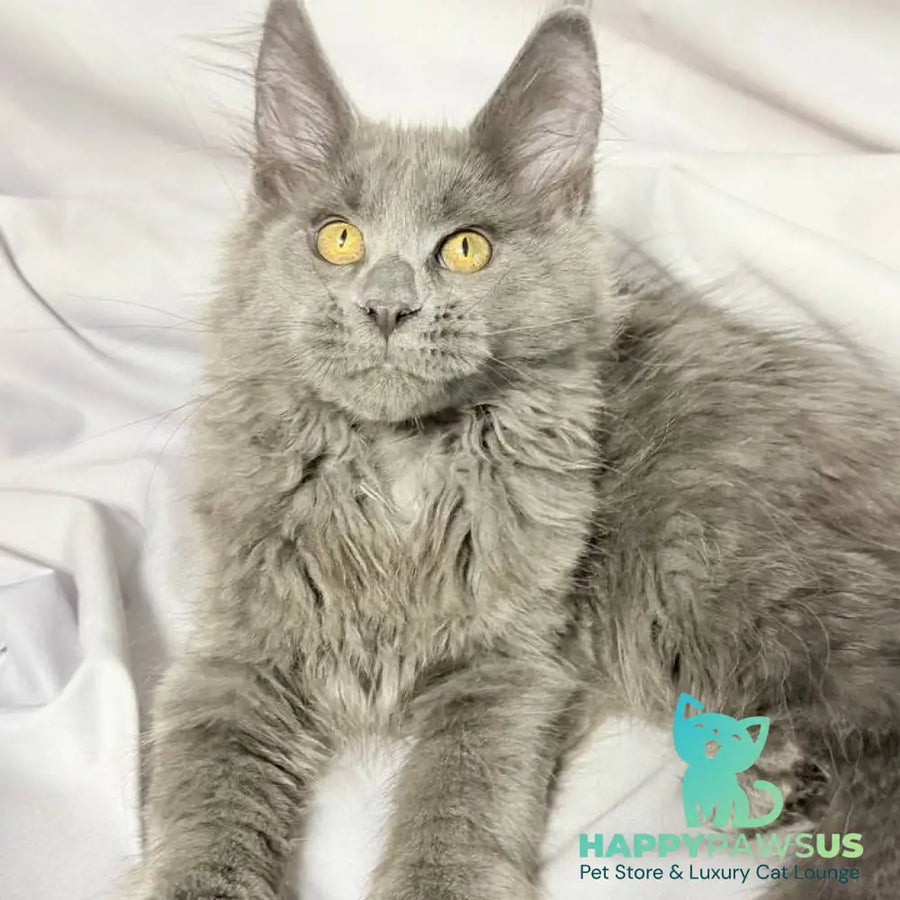 Fablette Maine Coon polydactyl 6x6x6x6 female blue silver with white - live animals