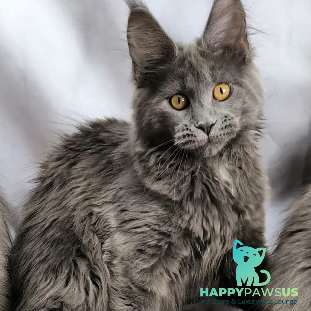 Fablette Maine Coon polydactyl 6x6x6x6 female blue silver with white - live animals