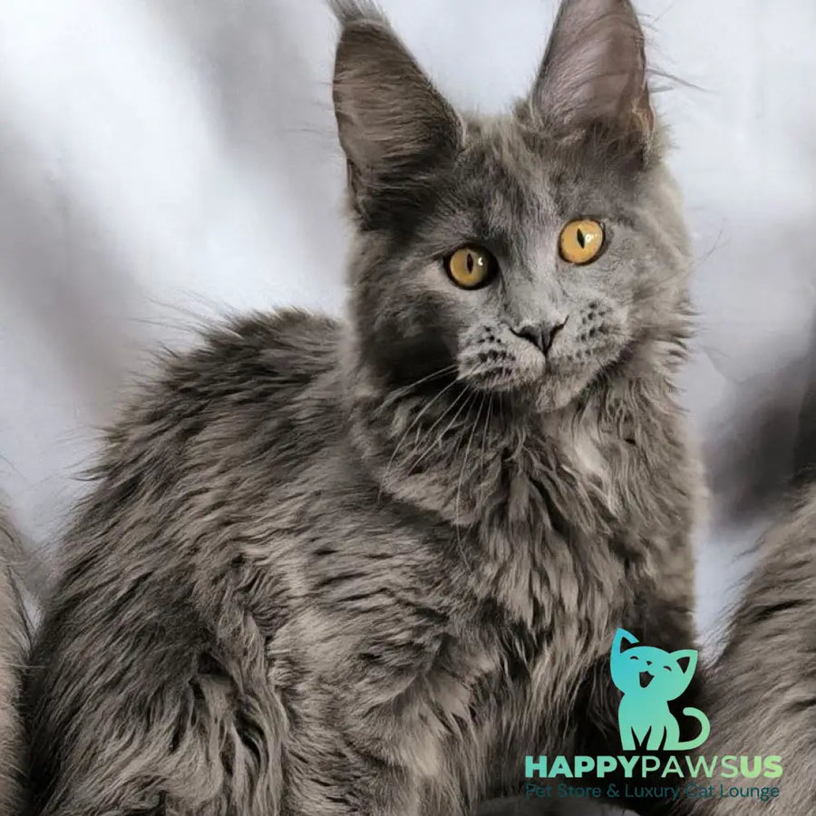 Fablette Maine Coon polydactyl 6x6x6x6 female blue silver with white - live animals