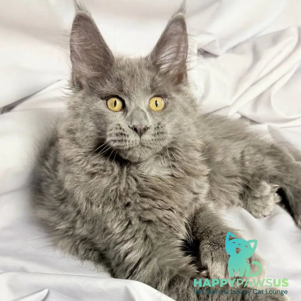 Fablette Maine Coon polydactyl 6x6x6x6 female blue silver with white - live animals