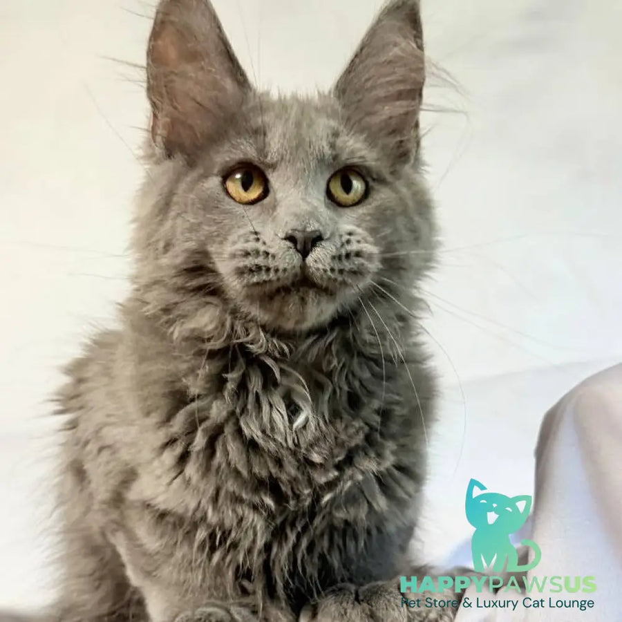 Fablette Maine Coon polydactyl 6x6x6x6 female blue silver with white - live animals