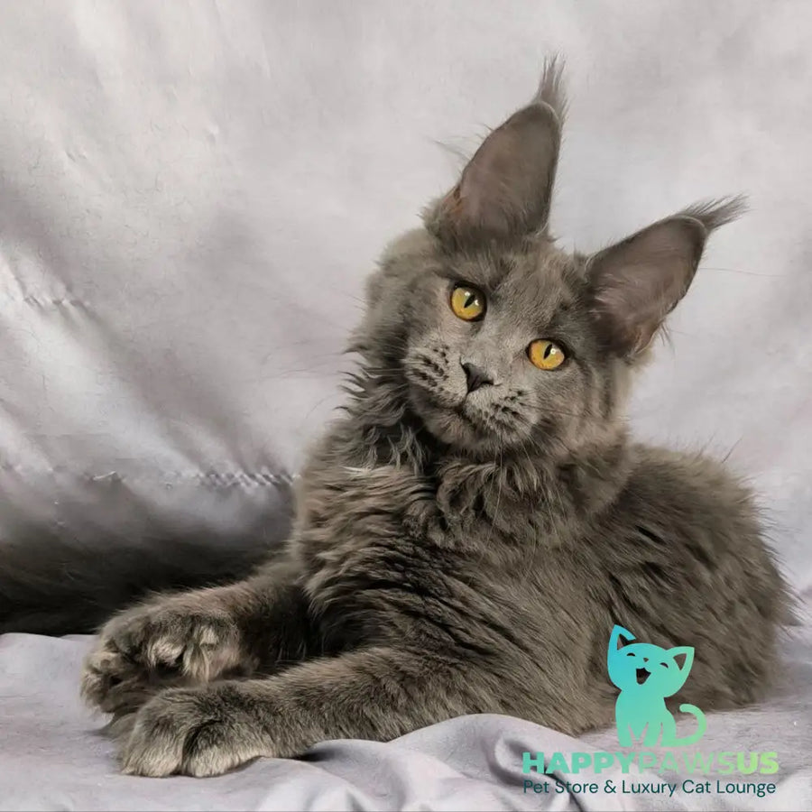 Fablette Maine Coon polydactyl 6x6x6x6 female blue silver with white - live animals