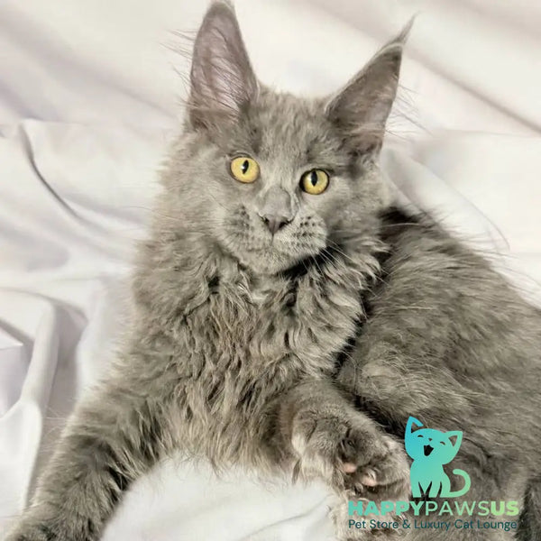 Fablette Maine Coon polydactyl 6x6x6x6 female blue silver with white - live animals