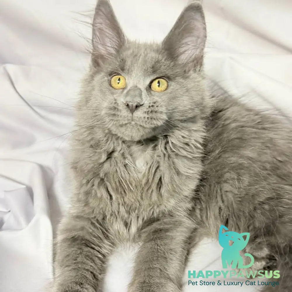 Fablette Maine Coon polydactyl 6x6x6x6 female blue silver with white - live animals