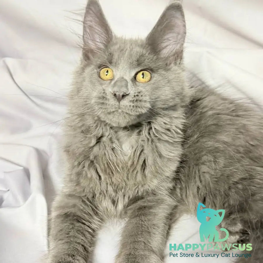 Fablette Maine Coon polydactyl 6x6x6x6 female blue silver with white - live animals