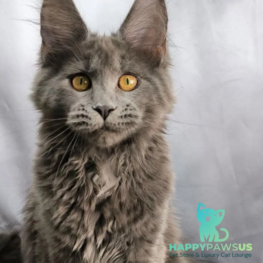 Fablette Maine Coon polydactyl 6x6x6x6 female blue silver with white - live animals