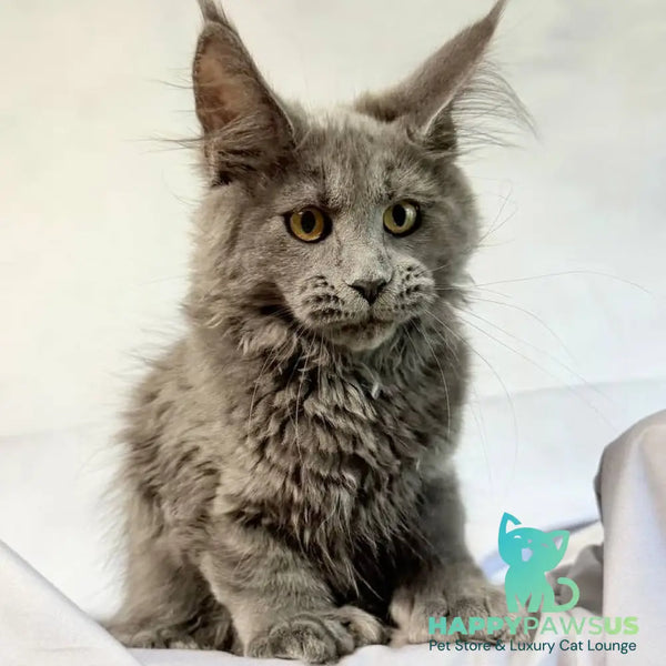 Fablette Maine Coon polydactyl 6x6x6x6 female blue silver with white - live animals