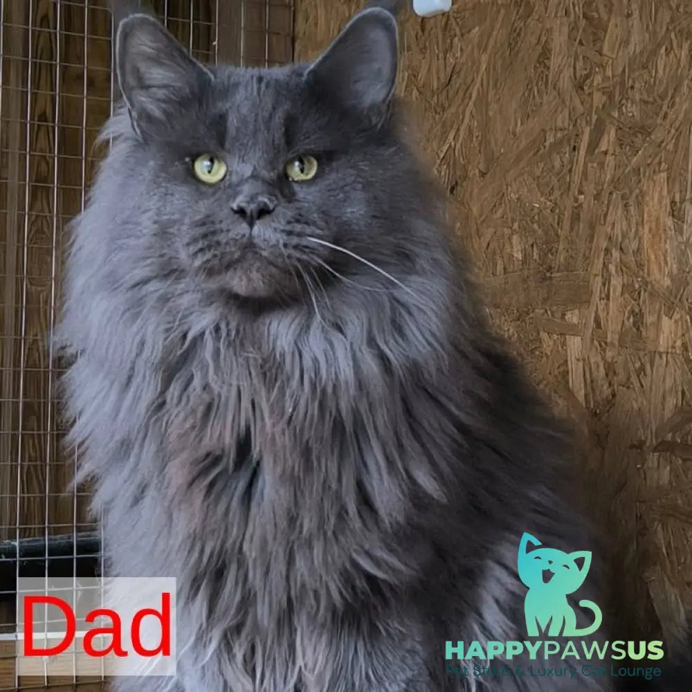 Fablette Maine Coon polydactyl 6x6x6x6 female blue silver with white - live animals