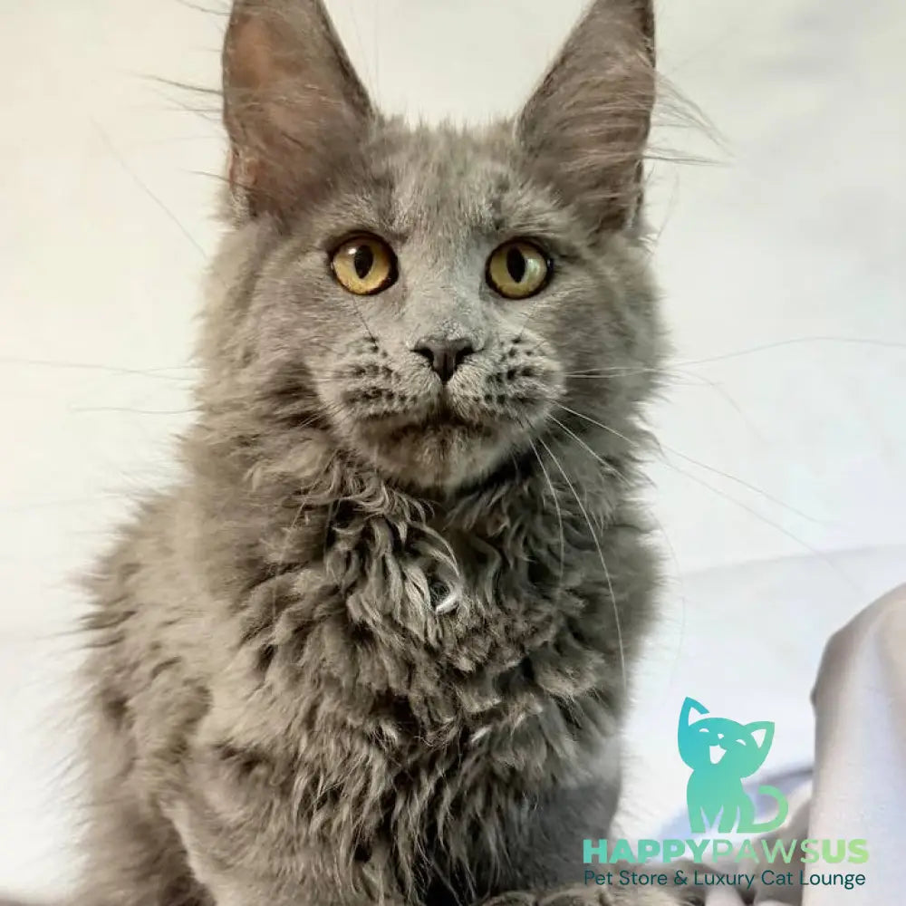 Fablette Maine Coon polydactyl 6x6x6x6 female blue silver with white - live animals