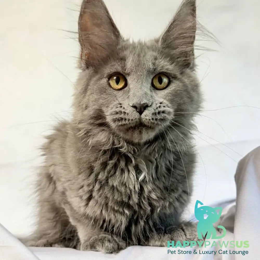 Fablette Maine Coon polydactyl 6x6x6x6 female blue silver with white - live animals