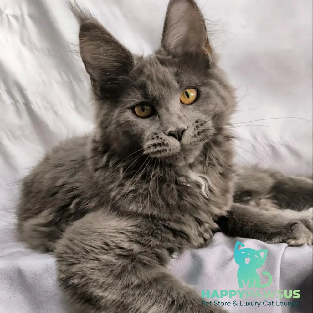 Fablette Maine Coon polydactyl 6x6x6x6 female blue silver with white - live animals