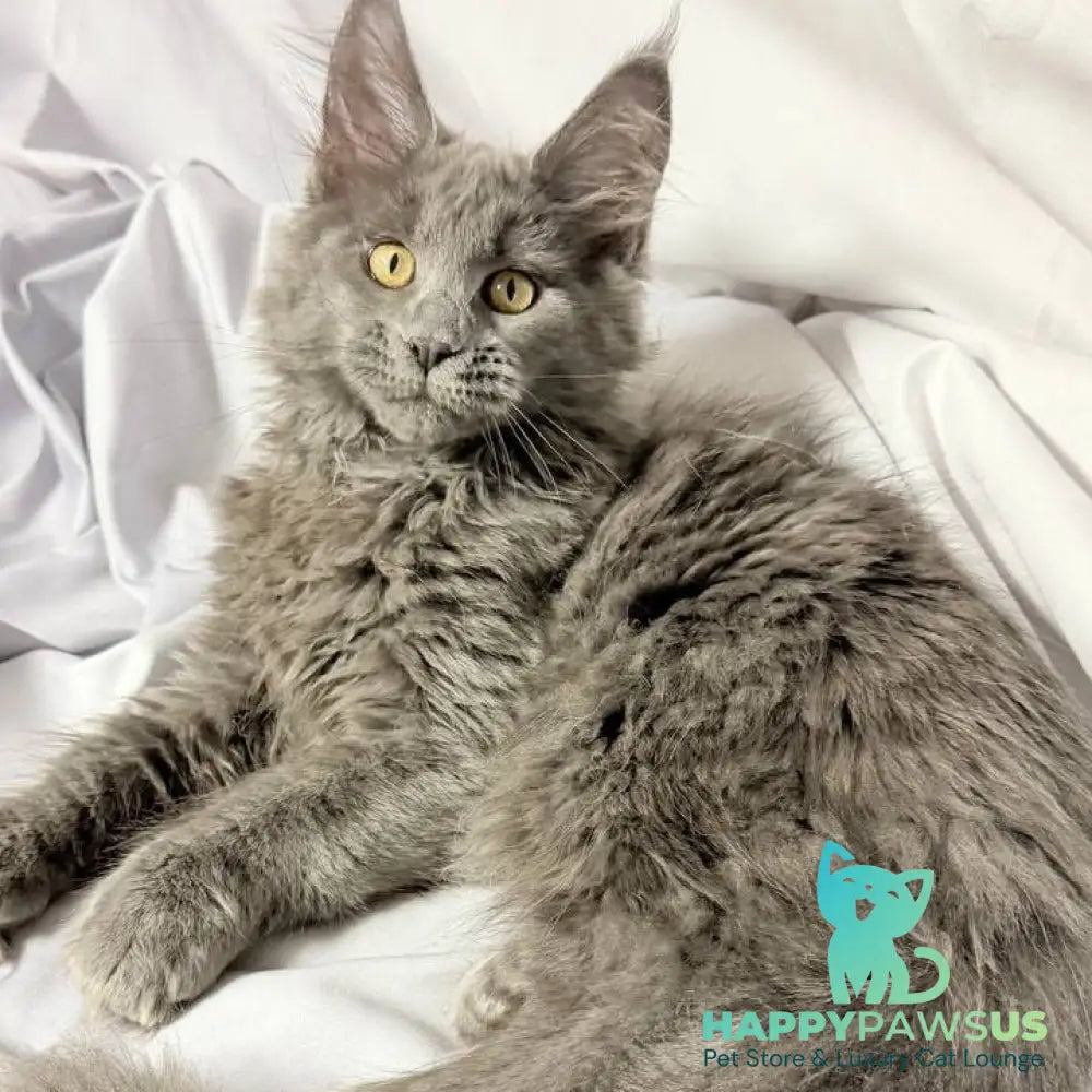 Fablette Maine Coon polydactyl 6x6x6x6 female blue silver with white - live animals