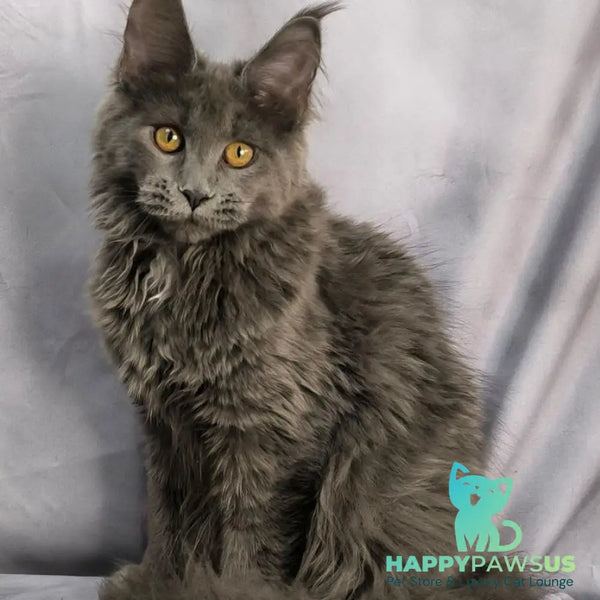 Fablette Maine Coon polydactyl 6x6x6x6 female blue silver with white - live animals